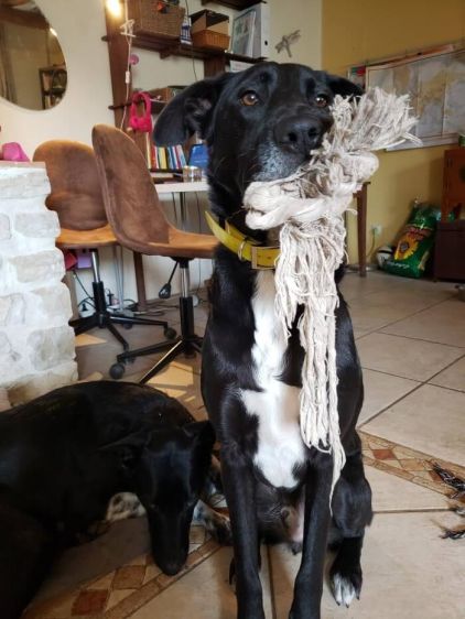 Photo de sobeck, Border Collie crois� Berger Belge Malinois