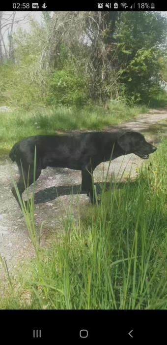 Photo de Natsu, Braque allemand crois� Beauceron