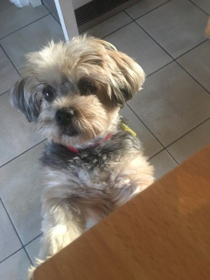 Photo de Cyb�le, Yorkshire terrier pure race