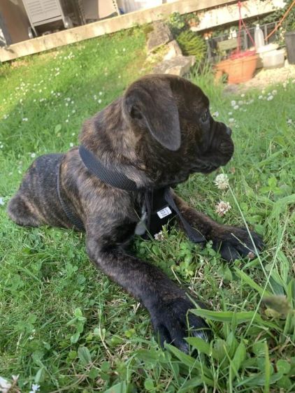 Photo d'Aiko, Boxer crois� Cane Corso