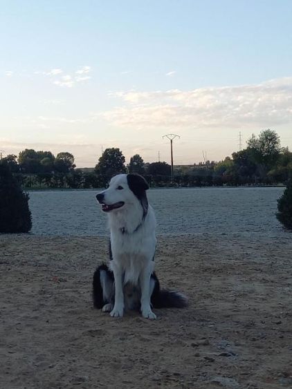 Photo de Odua, Border Collie pure race