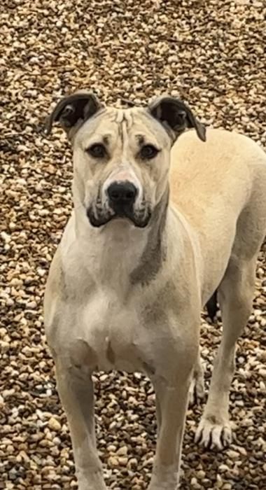 Photo de Tayna, Dogue argentin crois� American Staffordshire terrier