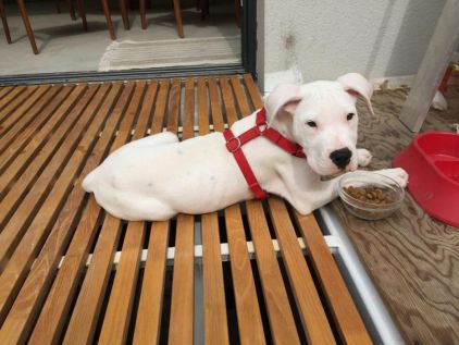Photo de D�mon, Dogue argentin pure race