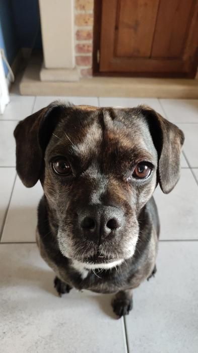 Photo de Naya, Beagle crois� Bouledogue fran�ais