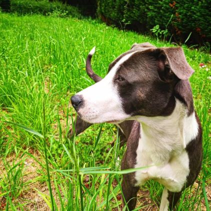 Photo de Ruby, Dogue argentin crois� Labrador Retriever