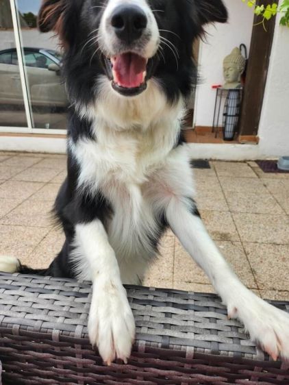 Photo de Immogene, Border Collie pure race