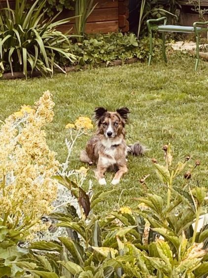 Photo de Switch, Golden Retriever crois� Border Collie