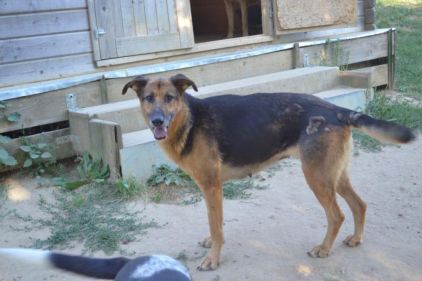 Photo de Lina, Berger Allemand crois�