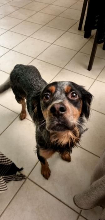Photo de Rio, Epagneul breton crois� Setter anglais