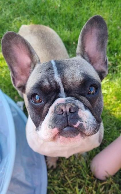 Photo de S�pia, Bouledogue fran�ais pure race