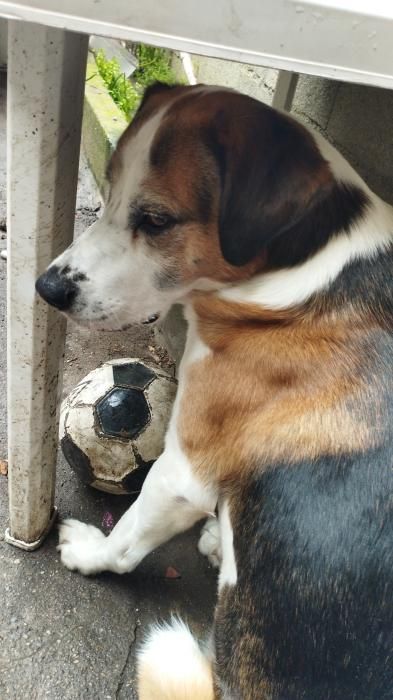 Photo de Marley, Dogue argentin crois� Epagneul breton