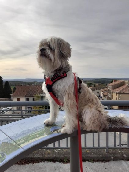 Photo d'Elliot, berger des pyr�n�es crois� Shih Tzu
