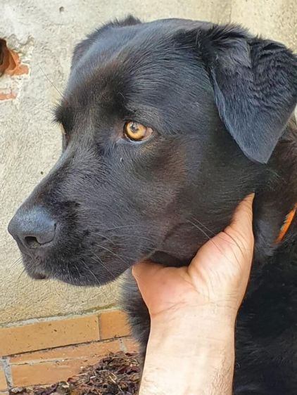 Photo de CHARLIE, Berger australien crois� Cane Corso