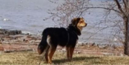Photo de Nouky, Bouvier bernois crois� Golden Retriever