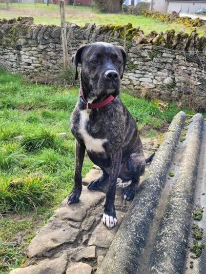 Photo de Ruby, Cane Corso crois� Dogue argentin