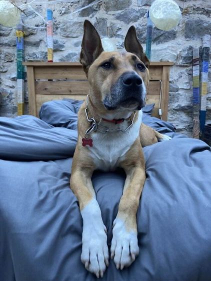 Photo de  Biggie, American Staffordshire terrier crois� Berger Belge Malinois
