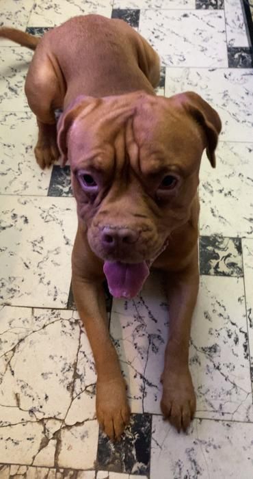 Photo de Simba, Dogue de Bordeaux pure race