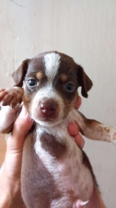 Photo de Koda, Jack Russell terrier crois� Staffordshire Bull Terrier