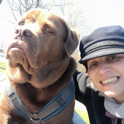 Photo de Zak, Labrador Retriever crois� Dogue de Bordeaux