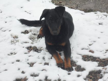Photo d'H�ra, Rottweiler pure race