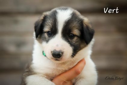 Photo de kena� , Border Collie crois� Montagne des Pyr�n�es