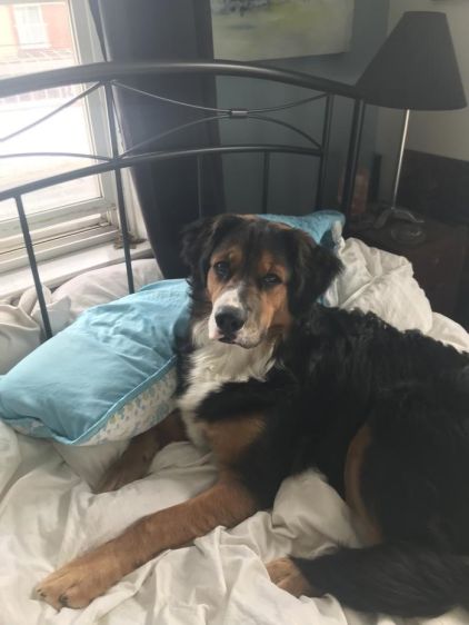 Photo de Ma�, Bouvier bernois crois�
