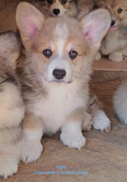 Photo de Newton, Welsh Corgi Pembroke pure race