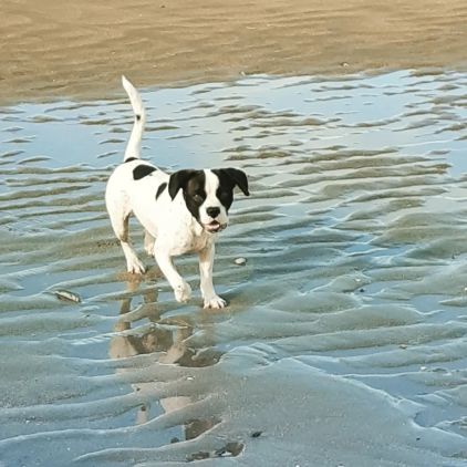 Photo de Achille, Bouledogue fran�ais crois� Cavalier King Charles