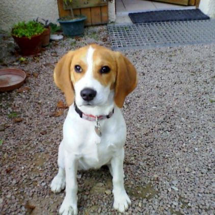 Photo de Iris, Beagle pure race