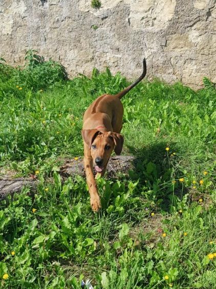 Photo de Jax, Rhodesian ridgeback crois� Beauceron