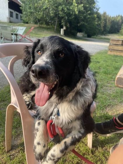 Photo de Sirius, Border Collie crois� Epagneul breton