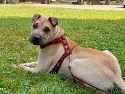 Photo de Riley, Shar Pei crois� Berger Belge Malinois