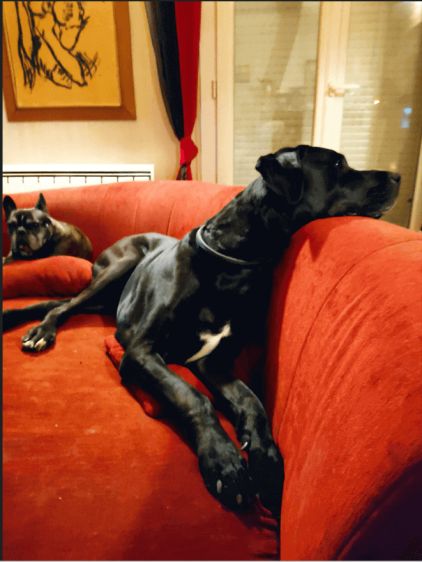 Photo de Lancelot, Dogue allemand crois� Labrador Retriever