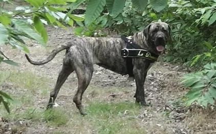 Photo de Heanouck, Fila brasileiro pure race