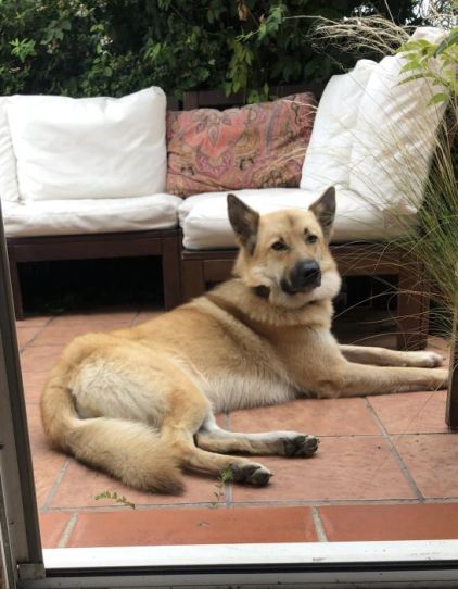 Photo de Tara, Border Collie crois� Akita
