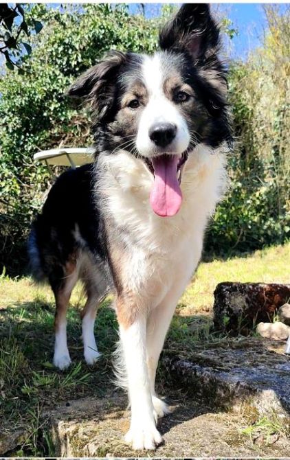 Photo de luna, Bearded Collie crois� Chien de berger roumain des Carpathes