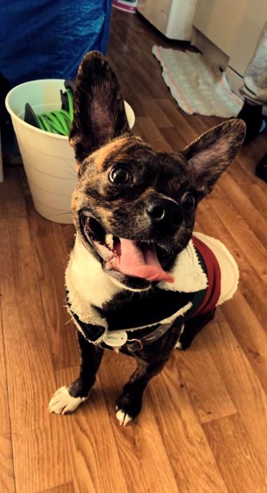 Photo de Seiko, Staffordshire Bull Terrier crois� Bouledogue fran�ais