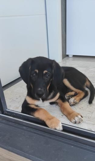 Photo de Pickup, Beauceron crois�