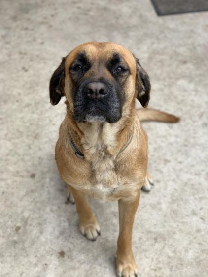 Photo de Olga, Golden Retriever crois� Boxer
