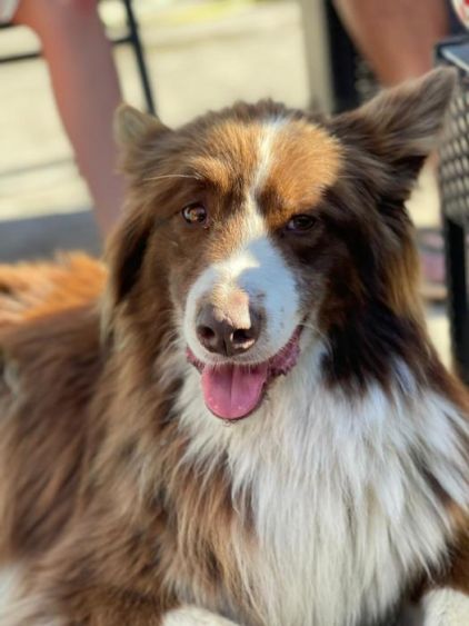 Photo de Leo, Berger australien crois� Border Collie