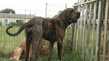 Photo de Jabo�, Fila brasileiro pure race