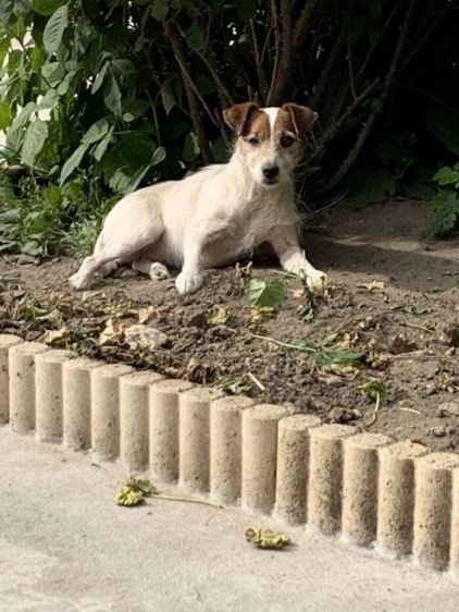 Photo de Easy, Jack Russell terrier pure race