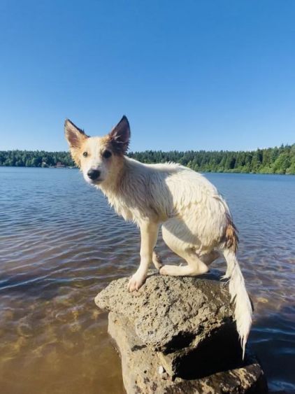 Photo de Tokyo, corniaud Berger Allemand Husky