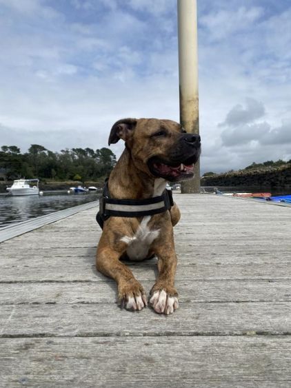 Photo de Oxy, Cane Corso crois� American Staffordshire terrier