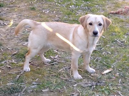 Photo de Ka�ra, Labrador Retriever crois� West Highland White Terrier