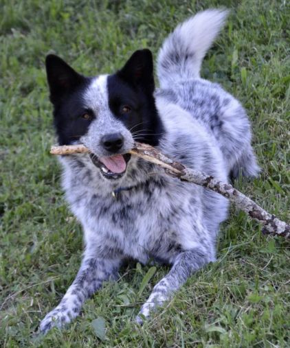 Photo de Joker, Bouvier australien crois� Samoy�de