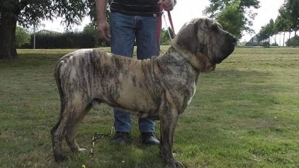 Photo de Garou, Fila brasileiro pure race