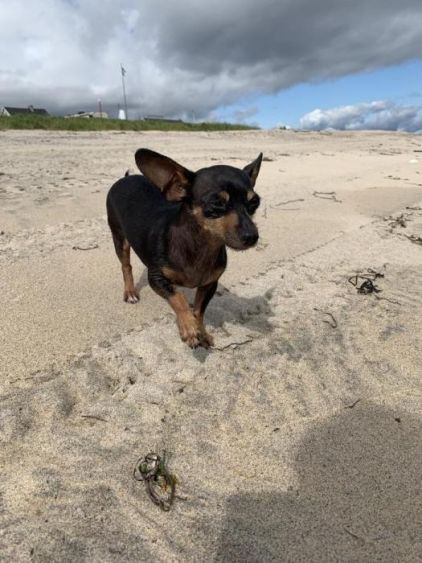 Photo de Pico, Chihuahua crois� Teckel