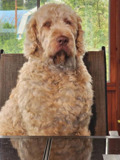Photo de Saphir, Dogue de Bordeaux crois� Caniche