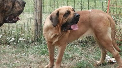 Photo de Iawna, Fila brasileiro pure race